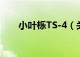 小叶栎TS-4（关于小叶栎TS-4介绍）