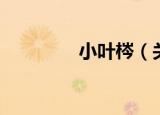 小叶梣（关于小叶梣介绍）