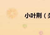 小叶荆（关于小叶荆介绍）