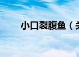 小口裂腹鱼（关于小口裂腹鱼介绍）