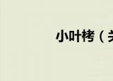 小叶栲（关于小叶栲介绍）