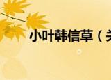 小叶韩信草（关于小叶韩信草介绍）