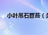 小叶吊石苣苔（关于小叶吊石苣苔介绍）