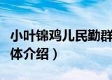 小叶锦鸡儿民勤群体（关于小叶锦鸡儿民勤群体介绍）