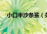 小口半沙条鲨（关于小口半沙条鲨介绍）
