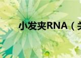 小发夹RNA（关于小发夹RNA介绍）