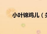 小叶锦鸡儿（关于小叶锦鸡儿介绍）