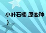 小叶石楠 原变种（关于小叶石楠 原变种介绍）