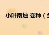 小叶南烛 变种（关于小叶南烛 变种介绍）