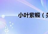 小叶紫椴（关于小叶紫椴介绍）