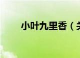 小叶九里香（关于小叶九里香介绍）