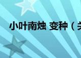 小叶南烛 变种（关于小叶南烛 变种介绍）