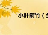 小叶箭竹（关于小叶箭竹介绍）