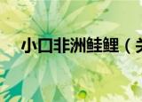 小口非洲鲑鲤（关于小口非洲鲑鲤介绍）