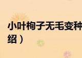 小叶栒子无毛变种（关于小叶栒子无毛变种介绍）