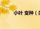 小叶 变种（关于小叶 变种介绍）