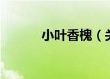 小叶香槐（关于小叶香槐介绍）