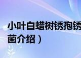 小叶白蜡树锈孢锈菌（关于小叶白蜡树锈孢锈菌介绍）