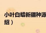 小叶白蜡新疆种源（关于小叶白蜡新疆种源介绍）