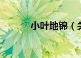 小叶地锦（关于小叶地锦介绍）