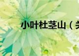 小叶杜茎山（关于小叶杜茎山介绍）