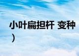 小叶扁担杆 变种（关于小叶扁担杆 变种介绍）