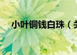 小叶铜钱白珠（关于小叶铜钱白珠介绍）