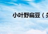 小叶野扁豆（关于小叶野扁豆介绍）