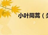 小叶茼蒿（关于小叶茼蒿介绍）