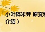 小叶碎米荠 原变种（关于小叶碎米荠 原变种介绍）