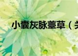 小囊灰脉薹草（关于小囊灰脉薹草介绍）