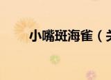 小嘴斑海雀（关于小嘴斑海雀介绍）