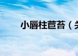 小唇柱苣苔（关于小唇柱苣苔介绍）