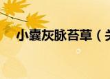 小囊灰脉苔草（关于小囊灰脉苔草介绍）