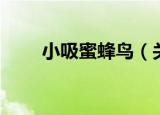 小吸蜜蜂鸟（关于小吸蜜蜂鸟介绍）