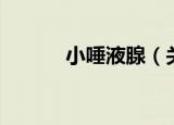 小唾液腺（关于小唾液腺介绍）
