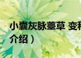 小囊灰脉薹草 变种（关于小囊灰脉薹草 变种介绍）