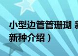 小型边管管珊瑚 新种（关于小型边管管珊瑚 新种介绍）