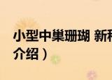 小型中巢珊瑚 新种（关于小型中巢珊瑚 新种介绍）