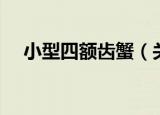 小型四额齿蟹（关于小型四额齿蟹介绍）
