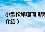 小型松巢珊瑚 新种（关于小型松巢珊瑚 新种介绍）