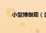 小型博伽茹（关于小型博伽茹介绍）