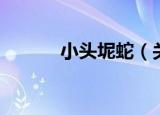 小头坭蛇（关于小头坭蛇介绍）
