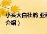 小头大白杜鹃 亚种（关于小头大白杜鹃 亚种介绍）