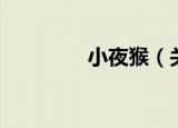 小夜猴（关于小夜猴介绍）
