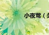 小夜莺（关于小夜莺介绍）