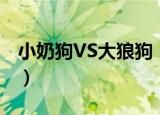 小奶狗VS大狼狗（关于小奶狗VS大狼狗介绍）