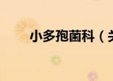 小多孢菌科（关于小多孢菌科介绍）