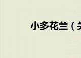 小多花兰（关于小多花兰介绍）