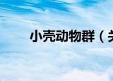 小壳动物群（关于小壳动物群介绍）
